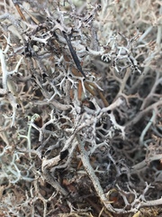 Cladonia stygia