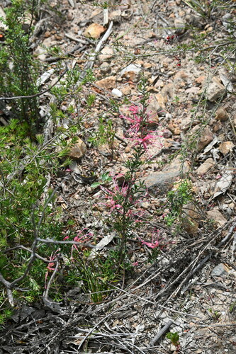 Image of Grevillea lavandulacea by (c) jraus, some rights reserved (CC BY-SA)