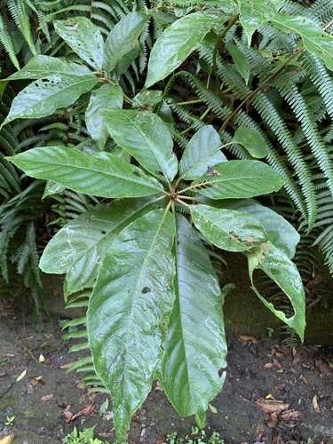 Saurauia tristyla iNat (1)