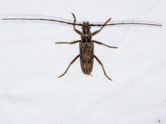 Pachydissus sericus