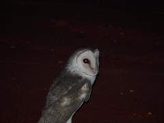 Tyto alba delicatula