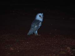 Tyto alba delicatula