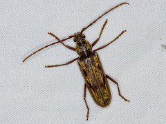 Pachydissus sericus