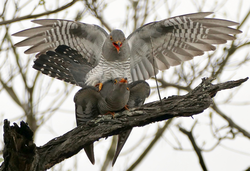 African Cuckoo (Cuculus gularis), photo 10