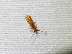 Smodicum cucujiforme