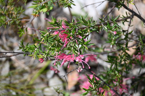 Image of Grevillea lavandulacea by (c) jraus, some rights reserved (CC BY-SA)