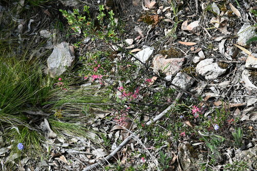 Image of Grevillea lavandulacea by (c) jraus, some rights reserved (CC BY-SA)