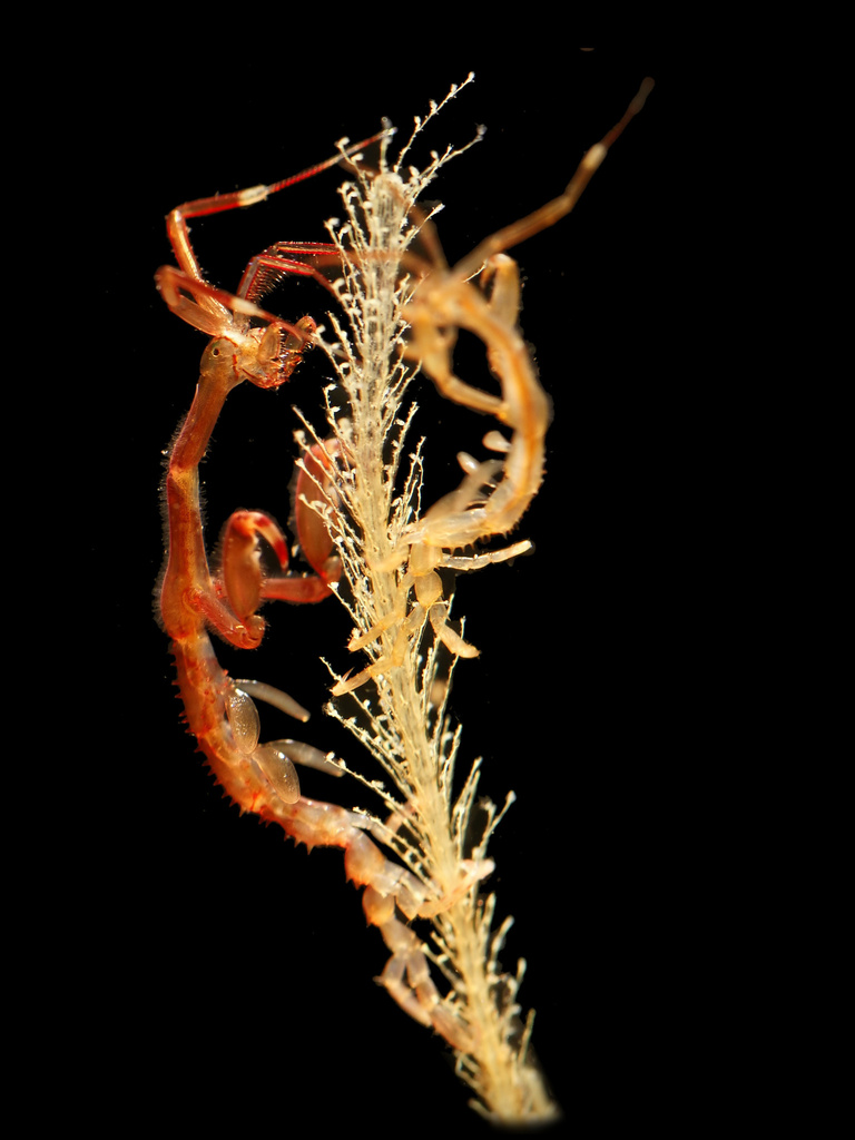 エンペラーフィッシュ Japanese Skeleton Shrimp (China Cove Organisms) · iNaturalist