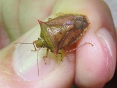 Euschistus ictericus