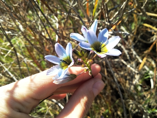 Pied Kalossie (Ixia monadelpha)