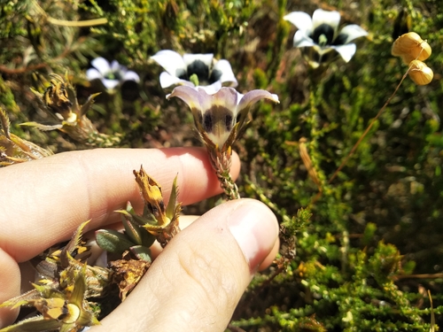 Image of Roella ciliata by (c) De Waal Hugo, some rights reserved (CC BY)