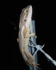 Lophognathus gilberti