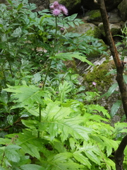 Cirsium alsophilum