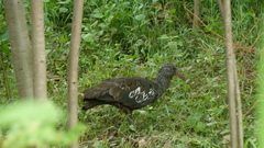 Bostrychia carunculata