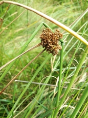 Juncus conglomeratus
