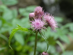 Cirsium alsophilum