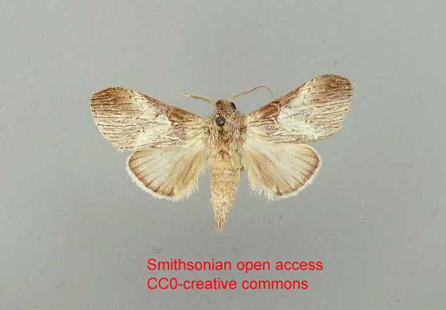 Dyasia centigerna