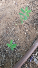 Euphorbia hypericifolia