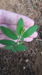 Euphorbia hypericifolia