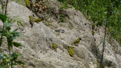 Crithagra citrinelloides