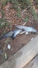 Columba livia domestica