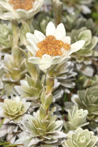 Image of Leucogenes leontopodium by (c) Jacob Littlejohn, some rights reserved (CC BY-SA)