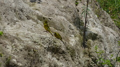 Crithagra citrinelloides