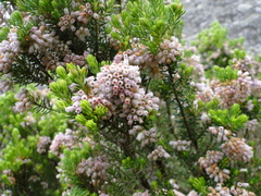 Erica caterviflora