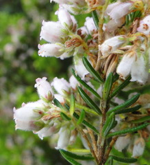 Erica caterviflora