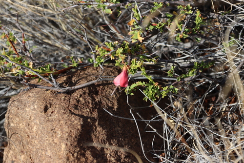 Image of Hermannia grandiflora by (c) Tony Rebelo, some rights reserved (CC BY-SA)