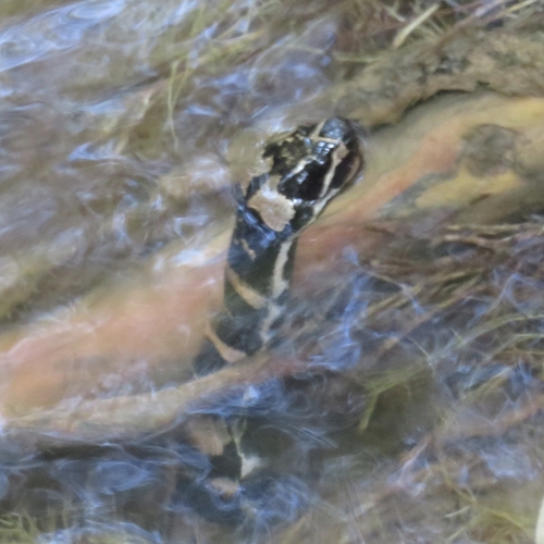Deuve's Water Snake