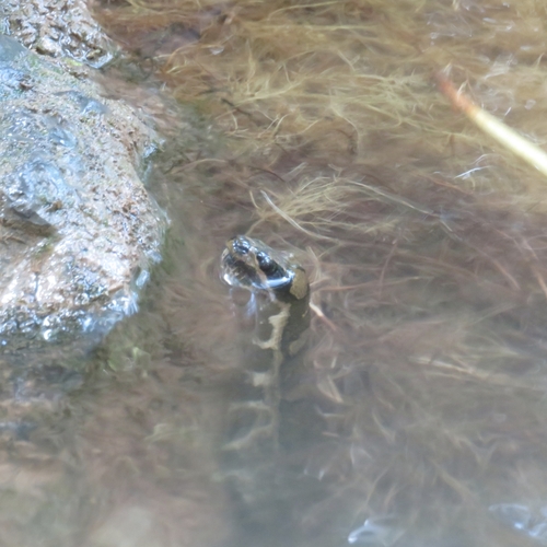 Deuve's Water Snake