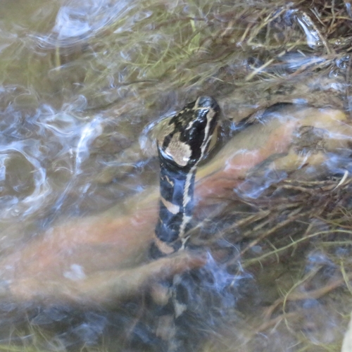 Deuve's Water Snake