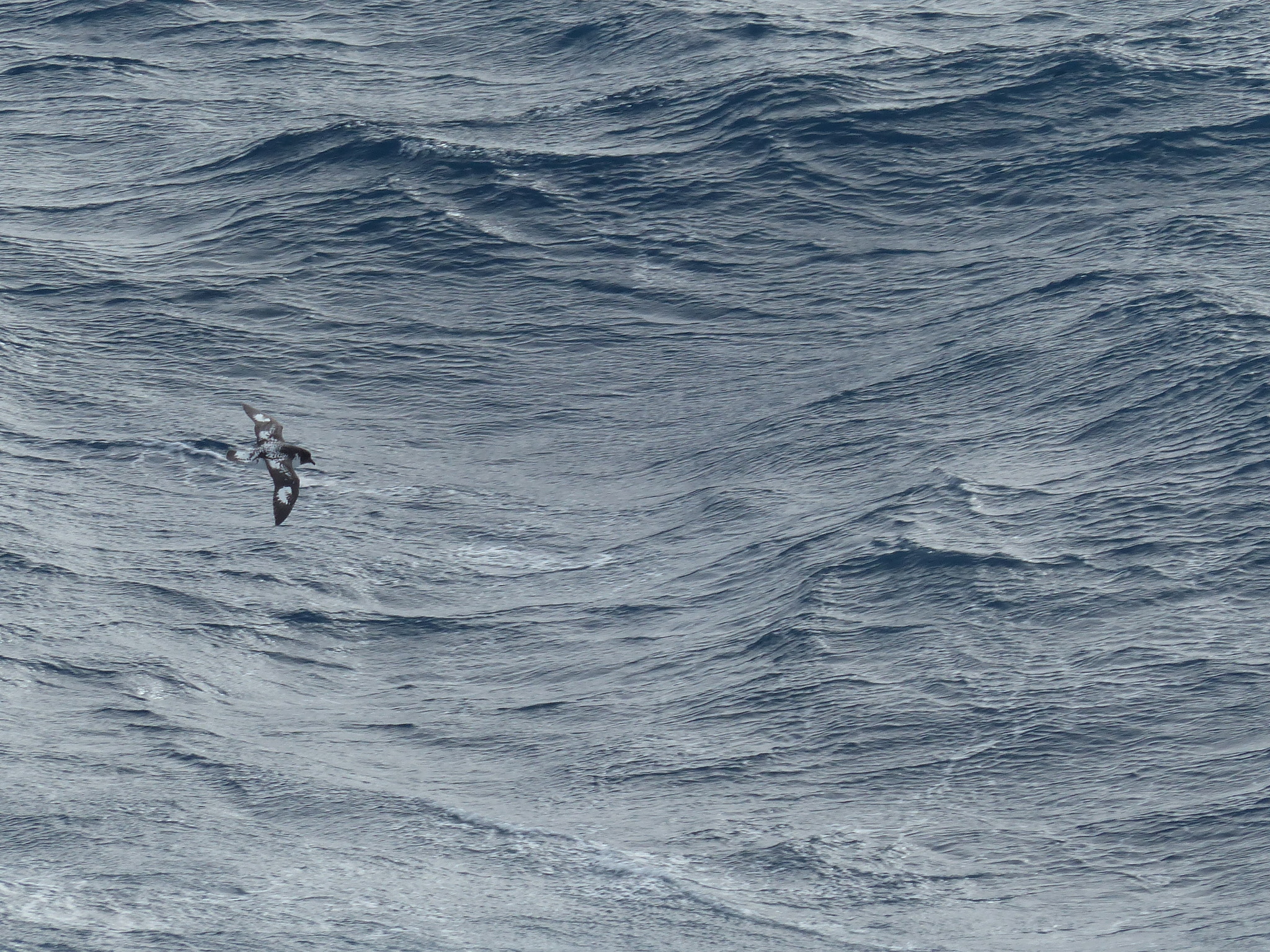 Pintado Petrel