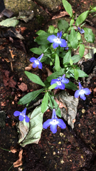 Lobelia erinus