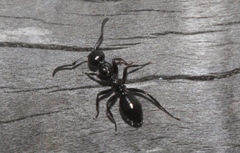 Colobopsis gasseri