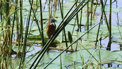 Corythornis cristatus