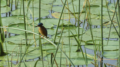 Corythornis cristatus