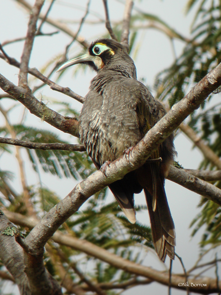 Yellow-Browed Melidectes