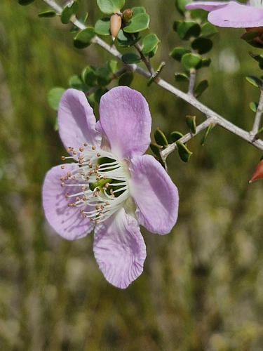 Image of Round-Leaved Tea Tree (Leptospermum rotundifolium) by (c) ronavery, some rights reserved (CC BY)