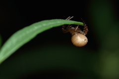 Indoxysticus