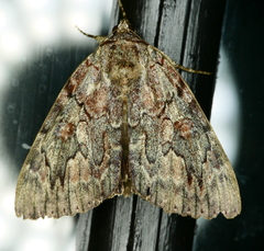 Catocala agrippina