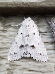 Acronicta vulpina