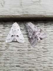 Acronicta vulpina