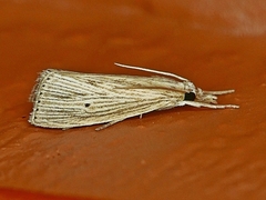 Xubida panalope
