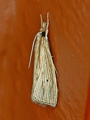 Xubida panalope