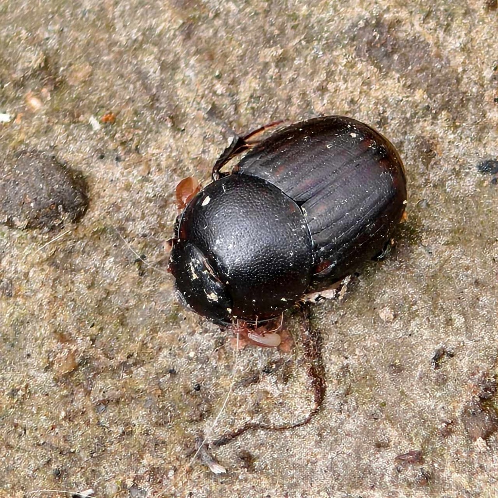 Onthophagus viduus