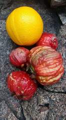 Syzygium suborbiculare