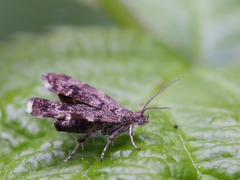 Anthophila fabriciana