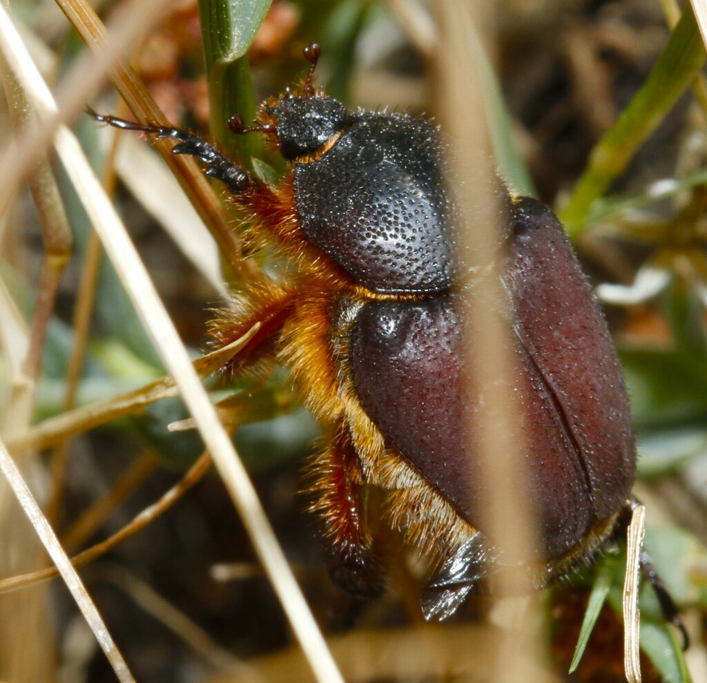 Hoplocnemis
